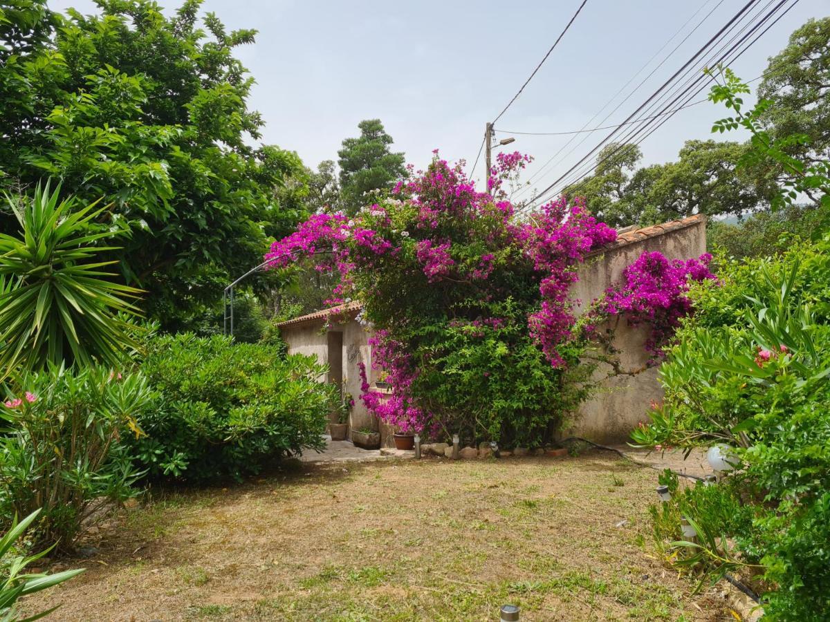 Maisonnette A La Campagne San-Gavino-di-Carbini Exteriér fotografie